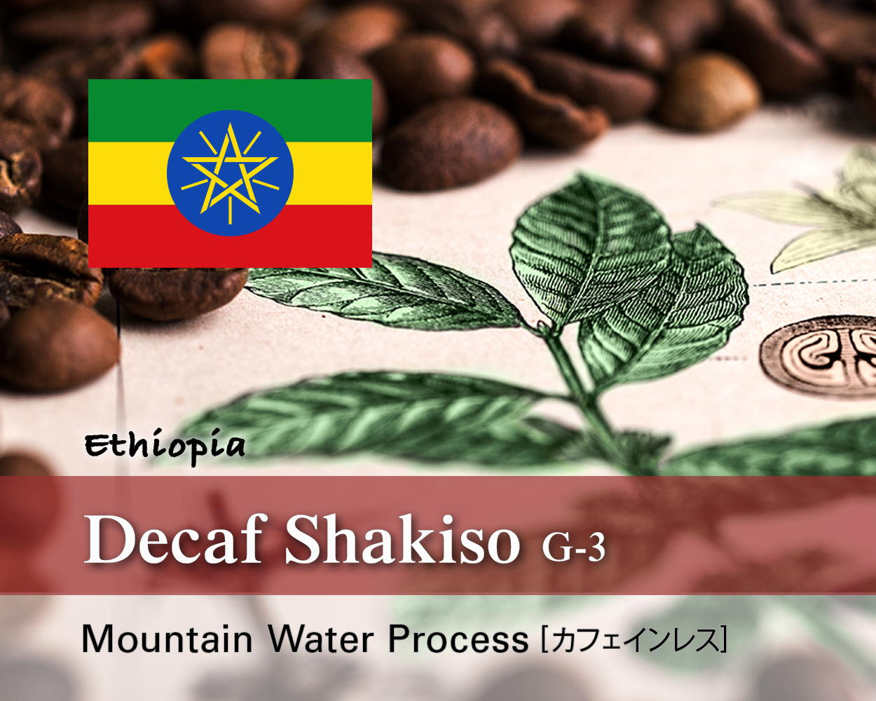エチオピア|カフェインレス/Decaf||シャキッソ [G3]