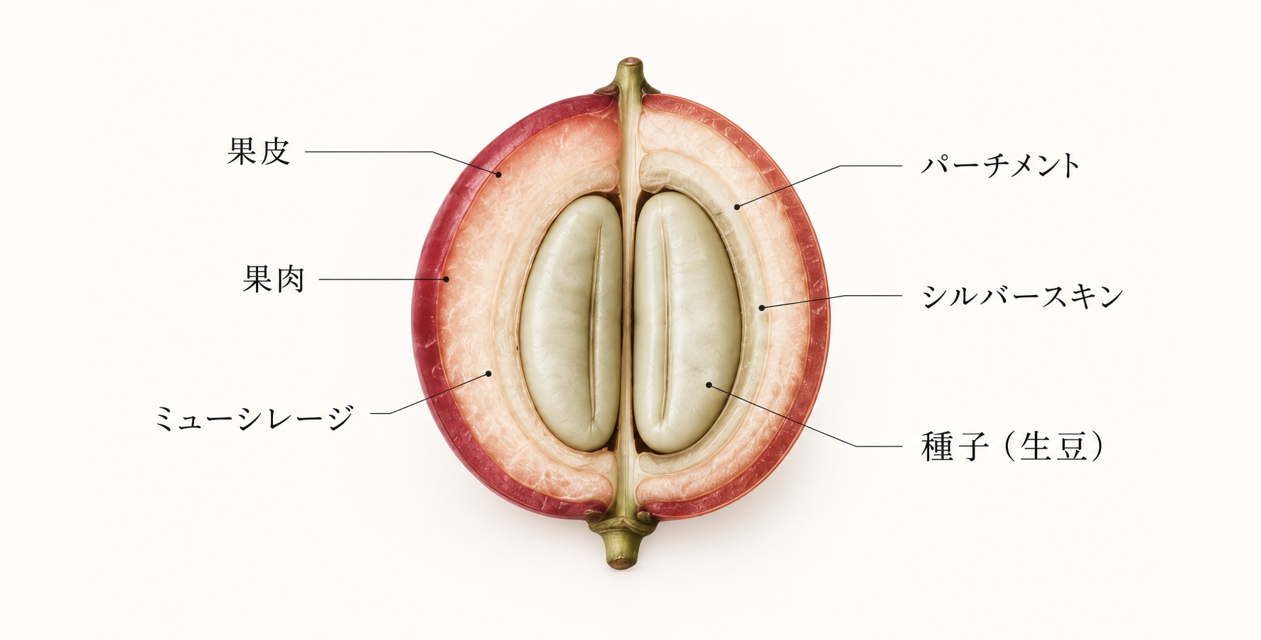 コーヒーチェリーの断面。果皮、果肉、ミューシレージ、パーチメント、シルバースキン、種子（生豆）の構造