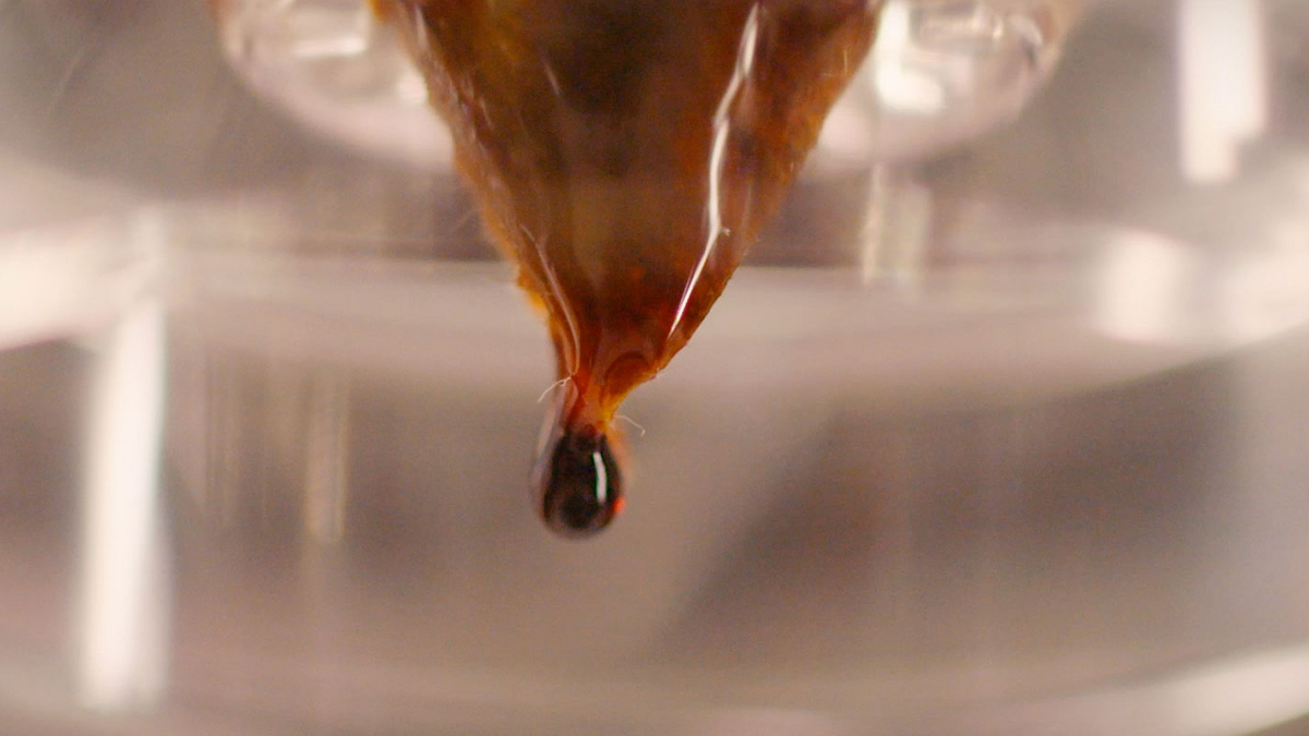焙煎度の飲み比べ